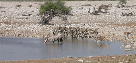 Zambia – Wildlife-Lodges