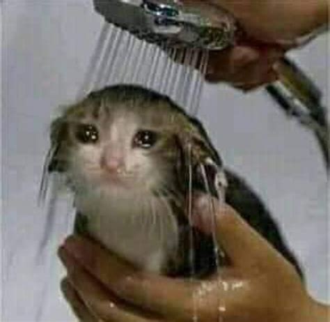 Sad shower : r/sadcats