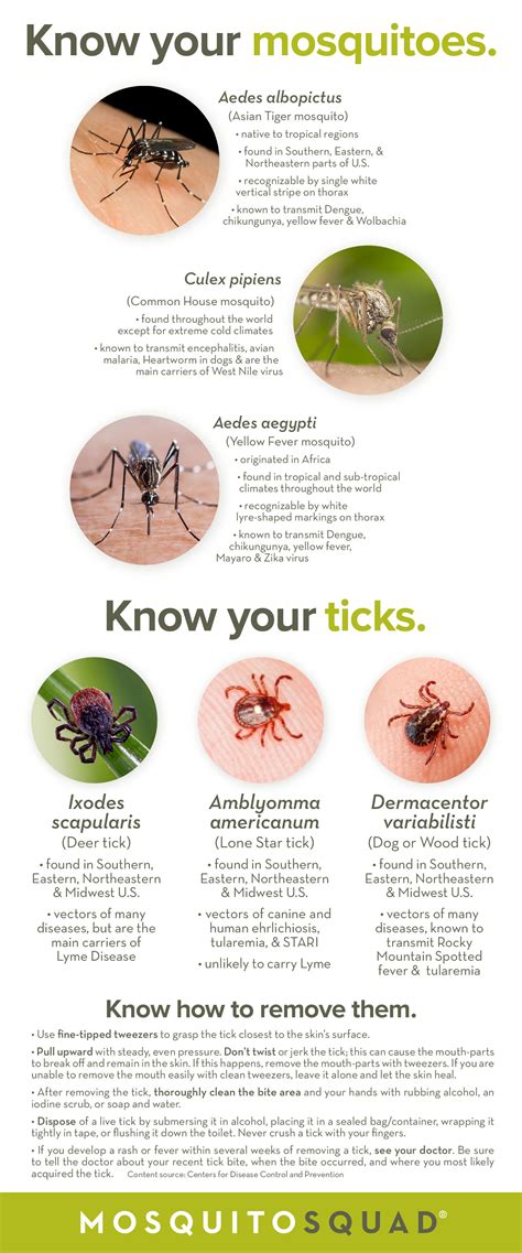 Which Species Of Mosquito Causes Malaria | PeepsBurgh.Com