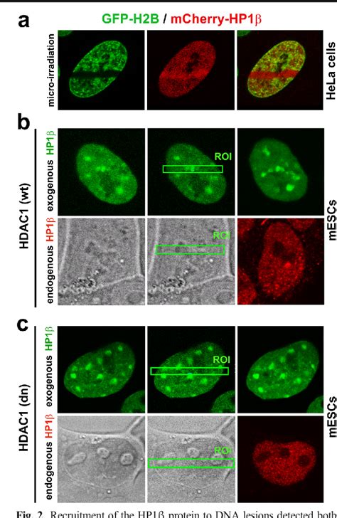 Function of heterochromatin protein 1 during DNA repair | Semantic Scholar