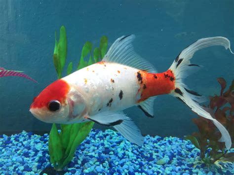 What causes floating goldfish? - Fish Vet