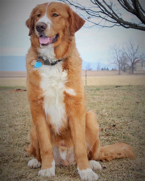 Golden Retriever x Saint Bernard | Golden retriever, Mixed breed dogs, Retriever