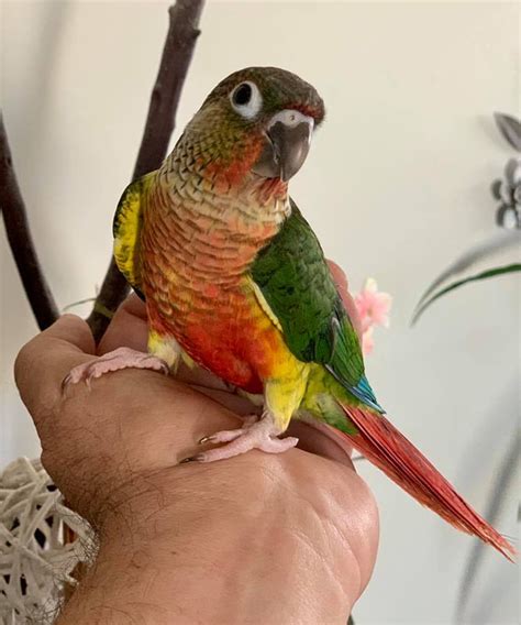 Green Cheek Conure - ARIZONA PARROT'S COVE Breeder Of Conure,Indian Ringneck, Lovebirds