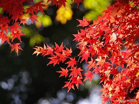 Koyo | Japanese Autumn Leaves | Japan Deluxe Tours