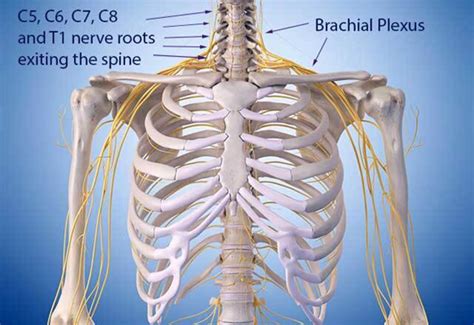 Brachial Plexus Injury | Johns Hopkins Medicine