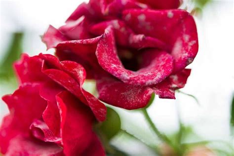 How to Identify and Treat Powdery Mildew on Roses | Gardener’s Path