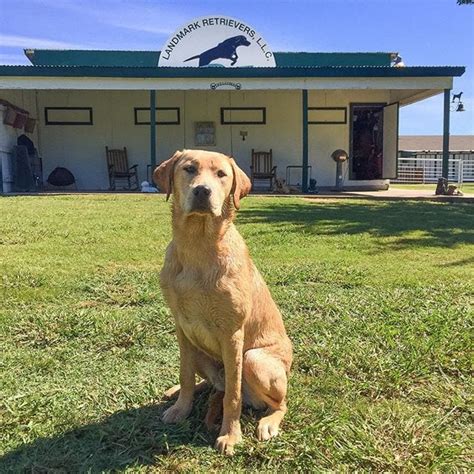 Two weeks of retriever training complete at Landmark Kennels. Dakota - Texas Hunting & Fishing ...