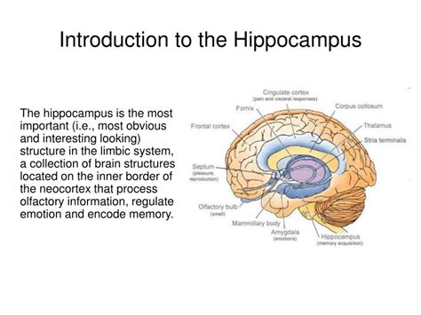 PPT - Introduction to the Hippocampus ... Cingulate Cortex, Brain ...