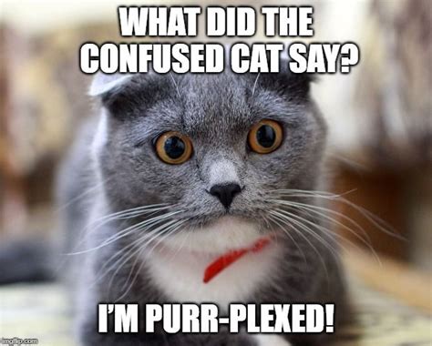 Confused Cat Meme | Cat quotes funny, Cat and dog memes, Funny animal jokes