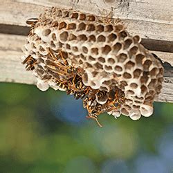 Why You Should Avoid Paper Wasp Nests