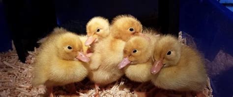 December 2019 - Animal Welfare: all about our Pekin ducks - Stages of development...and more ...