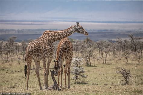 Giraffe gives birth before her ‘Bambi-like’ calf takes its first steps | Daily Mail Online