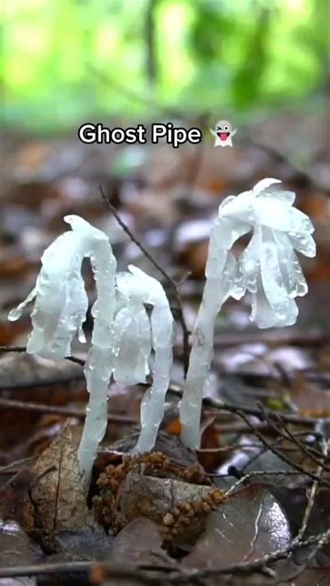 Ghost Pipe Flower medicinal properties and benefits | Edible wild ...