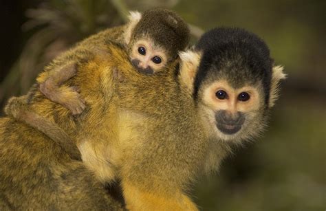 A Squirrel Monkey Baby by Nicole Duplaix