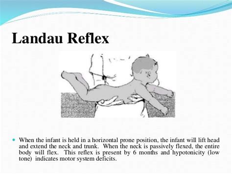 Pin on Landau Reflex