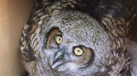 Rescue group works to save orphaned baby owls