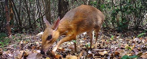 Incredibly Rare 'Mouse Deer' Spotted in Vietnam After Vanishing For Almost 30 Years : ScienceAlert