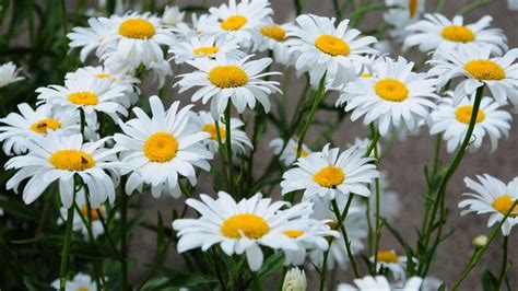 How to Plant, Grow, and Care for Shasta Daisy Flowers