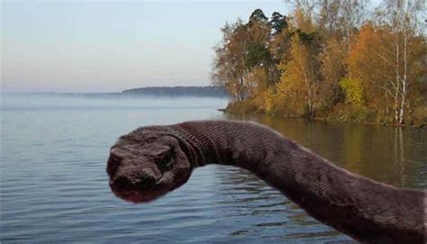 Lake Ladoga Monster | Cryptid Wiki | FANDOM powered by Wikia