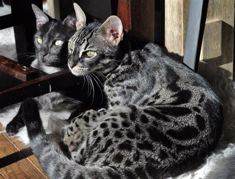 perfect pair | Bengal cat, Black bengal cat, Pretty cats