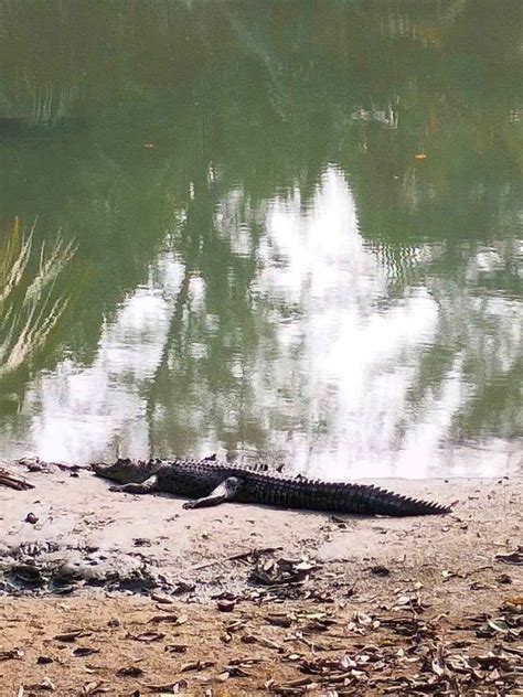 Sundarbans National Park : How To Plan Your Trip