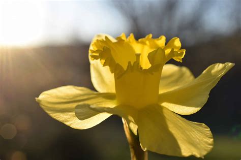 Daffodil Flowers: Meaning, Symbolism, and Proper Occasions - A-Z Animals