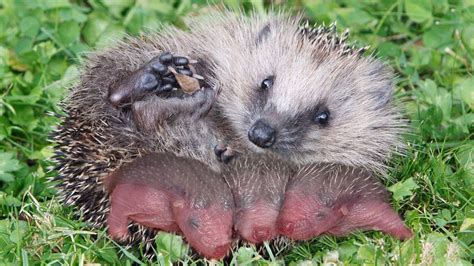 Baby hedgehog yawn : r/mildlyinteresting