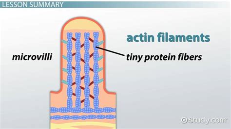 Flagella Structure And Function Quizlet - About Flag Collections