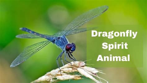 Dragonfly Spirit Animal Meaning | Dragonfly Spirit Totem