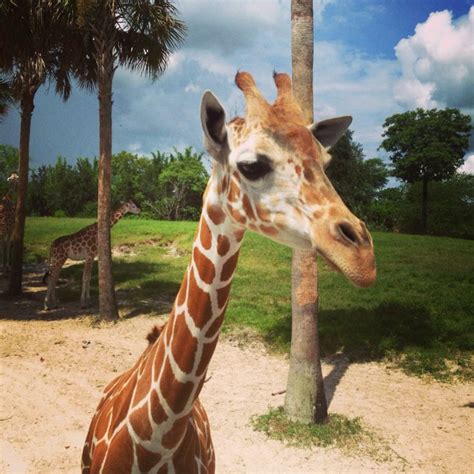 Busch Gardens Tampa | Awesome Animals | Pinterest