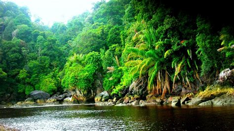 Amazon Rainforest Jungle Black River Wallpaper Hd Resolution 1920x1080 ...