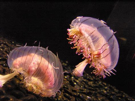 Flower Hat Jellyfish l Breathtaking - Our Breathing Planet