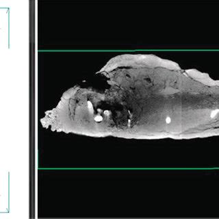 (PDF) Sauropod dinosaur osteoderms from the Late Cretaceous of Madagascar