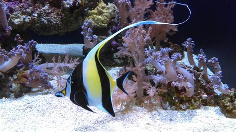 Angel fish from Hawaii's gorgeous reefs