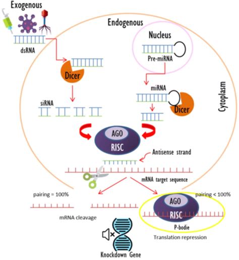 Mechanism of RNA interference - DocCheck