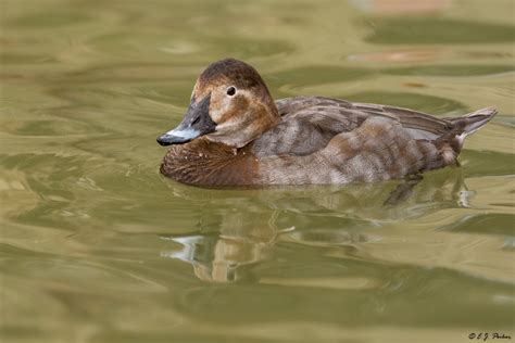 Common Pochard Page