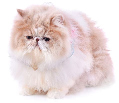 Persian Cat Breeds - Cat's Blog