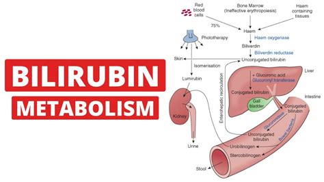 Bilirubin Metabolism | Physiology Of Liver | Jaundice | Inspiring Mindz - YouTube