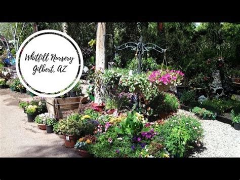 Whitfill Plant Nursery | Gilbert Arizona - YouTube