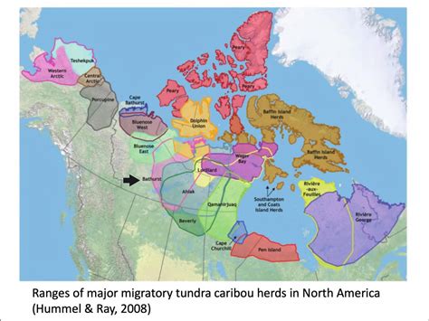 Canada's majestic Caribou herds are in significant decline in its far ...