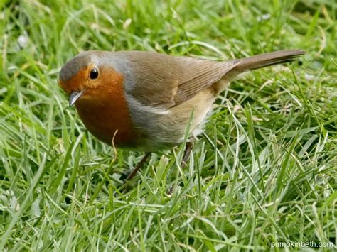 My RSPB Big Garden Birdwatch 2023 in my New Garden! - Pumpkin Beth