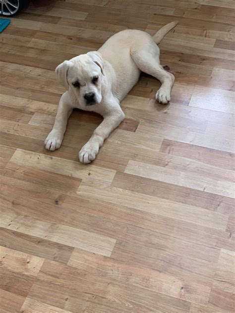 White cream cane corso puppy for sale | UKPets