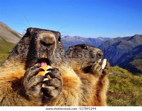 Closeup Marmots Eating Food Alps Marmot Stock Photo (Edit Now) 517891294