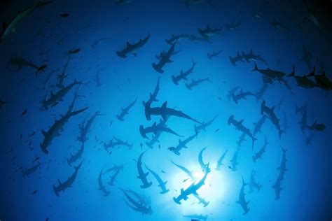 Cocos Eco Dive Liveaboard - Galapagos Shark Diving