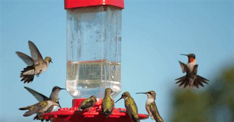 How To Clean Hummingbird Feeder