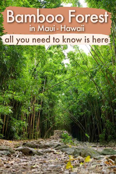 Bamboo Forest, Maui: Your Best Guide to Hikes on The Road to Hana in 2024 - Love and Road