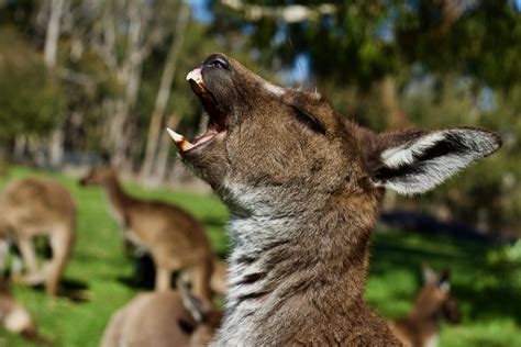 If you never seen kangaroo teeth before, then Enjoy this photo I took ...