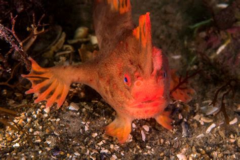 Red Handfish on the Brink of Extinction - Tasmanian Times