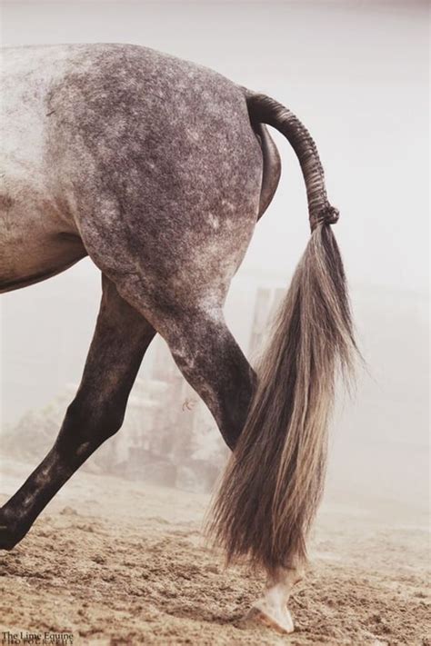 30 Amazing Horse Tail Braids Ideas to make Your Friends Jealous - Tail ...