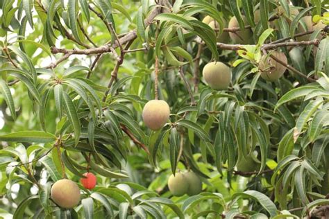 14 Common Mango Tree/Plant Problems: How to Fix Them, Solutions, and Treatment